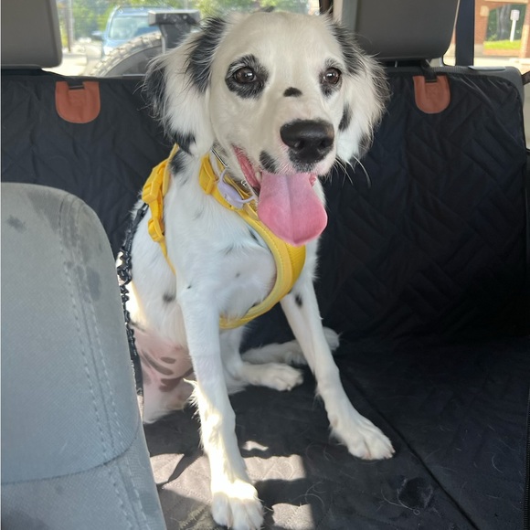 Meet your Posher, Viviane - Picture 2 of 2